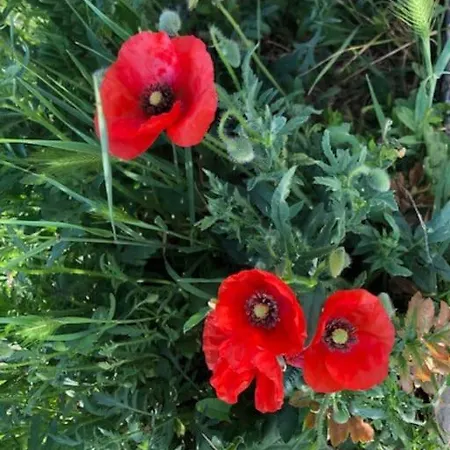 Casa Borc Di Nelle Prázdninový dům