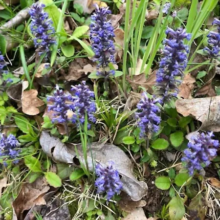 Prázdninový dům Casa Borc Di Nelle