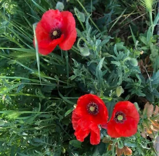 Casa Borc Di Nelle Dom wakacyjny